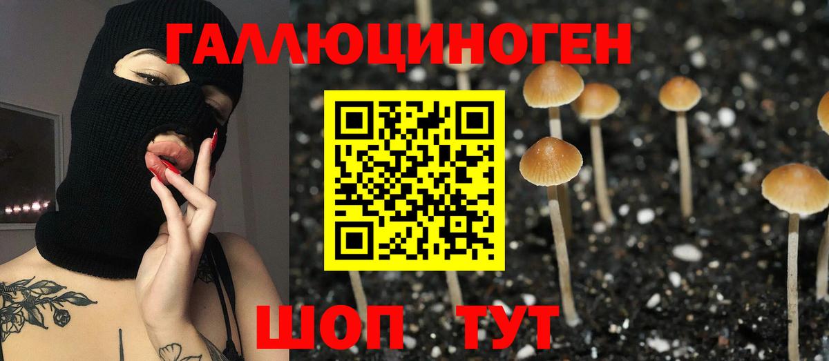 Галлюциногенные грибы Psilocybine cubensis Севастополь